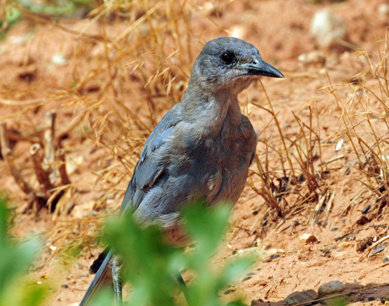 Jay, Pinyon
