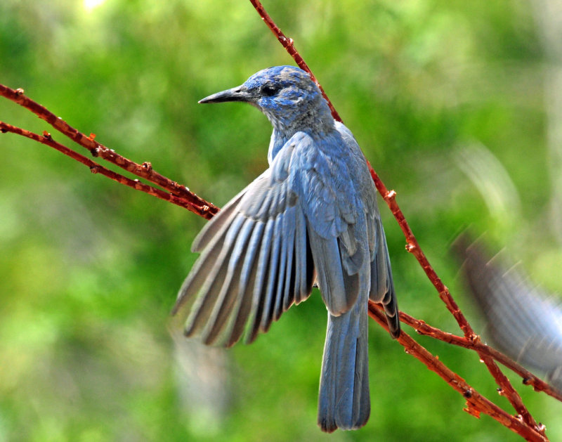 Jay, Pinyon