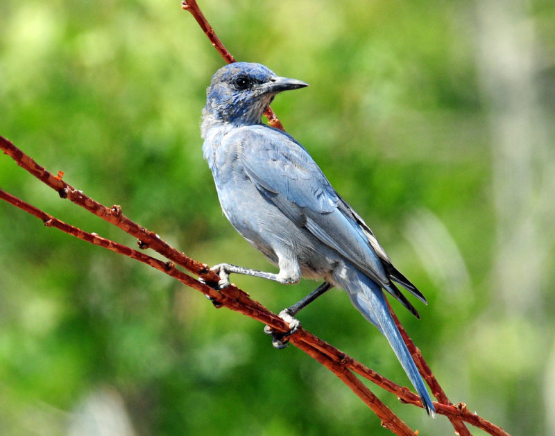 Jay, Pinyon