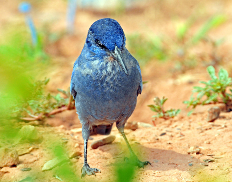 Jay, Pinyon