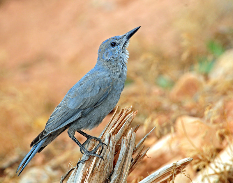 Jay, Pinyon
