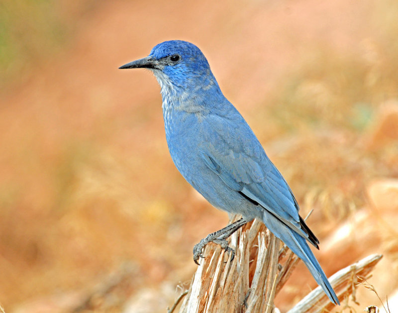 Jay, Pinyon