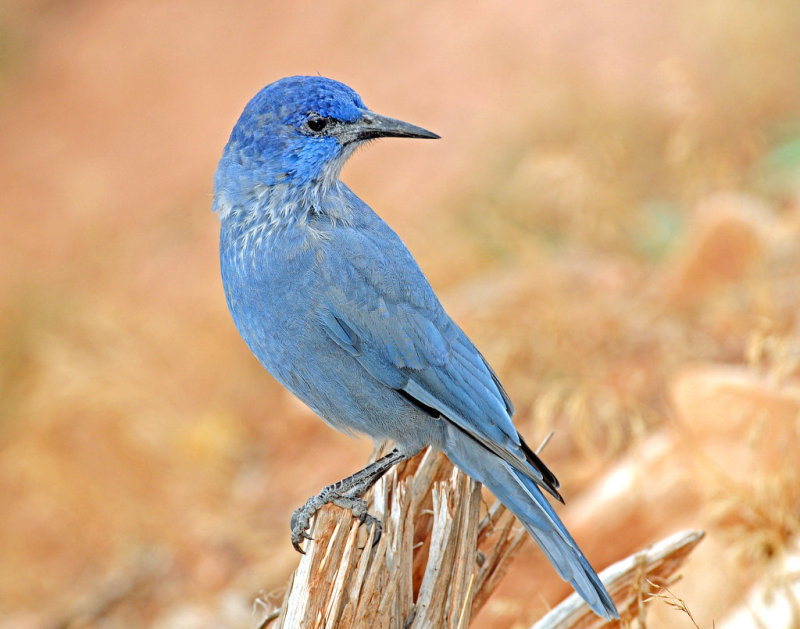 Jay, Pinyon