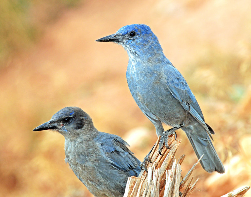 Jay, Pinyon