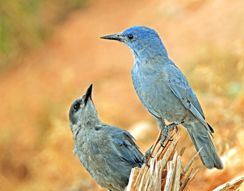 Jay, Pinyon