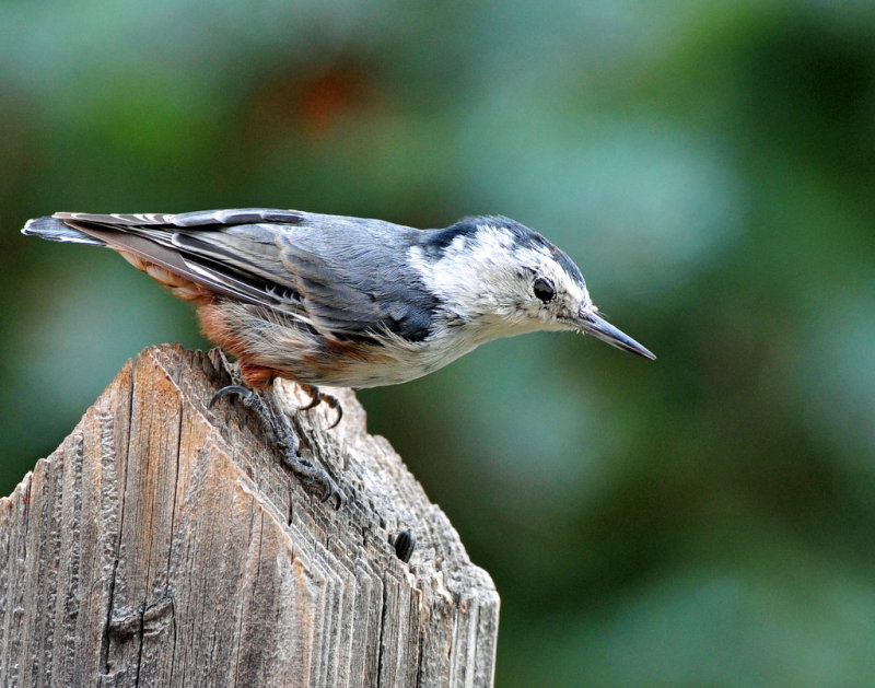 Nuthatch, White-breasted