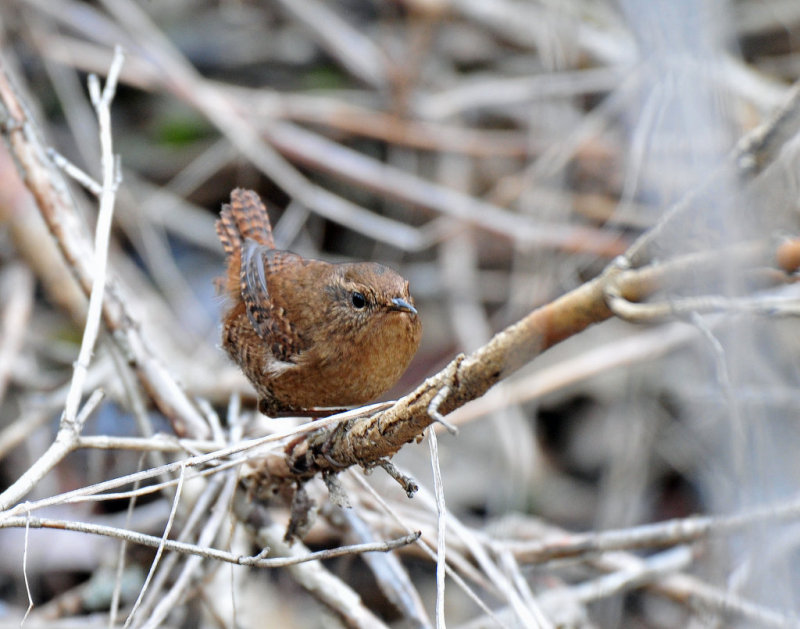 Wren, Pacific