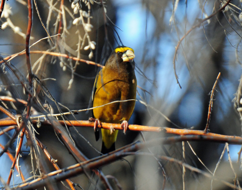 Grosbeak, Evening