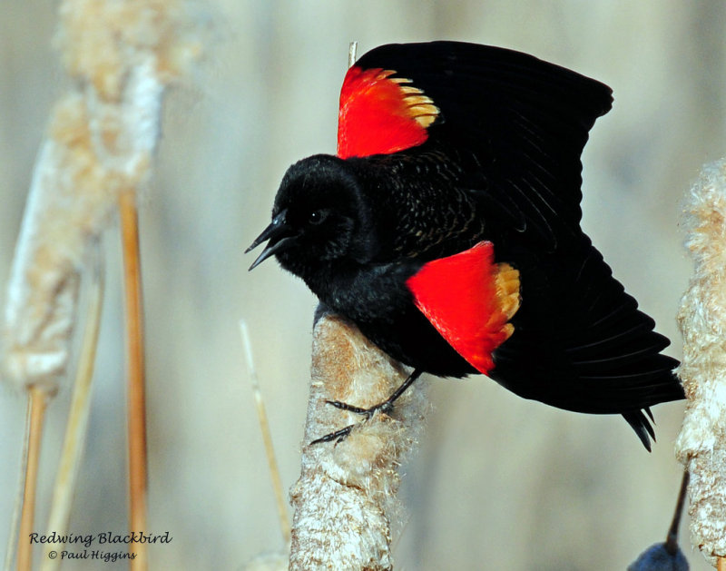 Blackbird, Red-winged