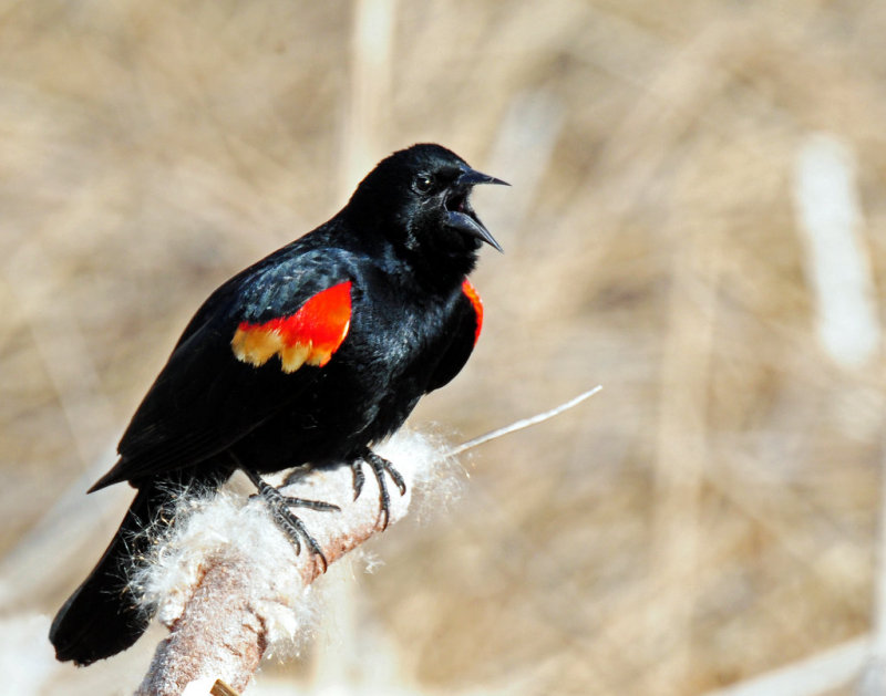 Blackbird, Red-winged