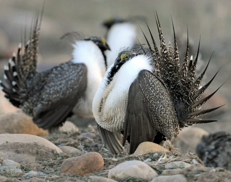 Greater Sage Grouse