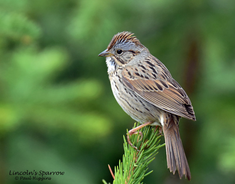 Sparrow, Lincolns