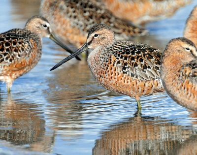 Dowitchers, Long-billed