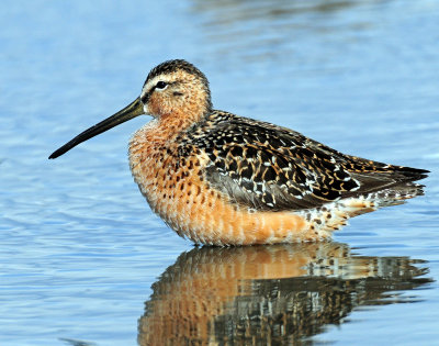 Dowitchers, Long-billed
