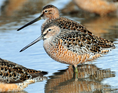 Dowitchers, Long-billed