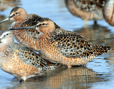 Dowitchers, Long-billed