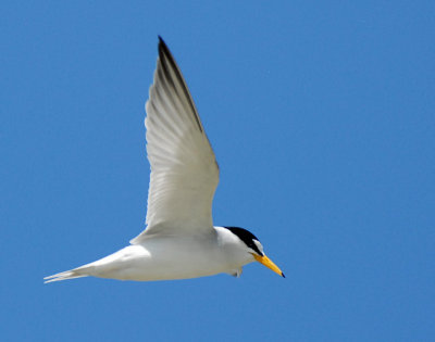 Tern, Least