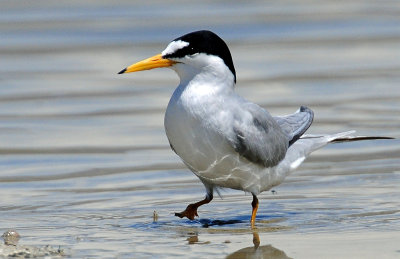 Tern, Least