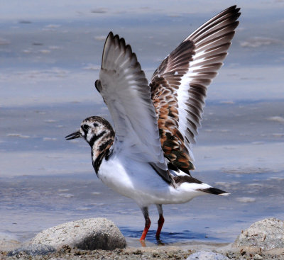 Turnstone, Ruddy