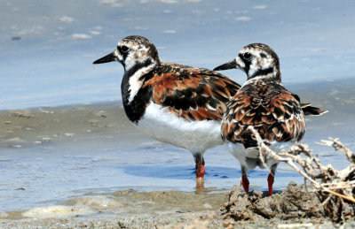 Turnstone, Ruddy