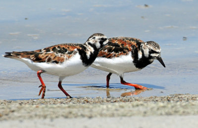 Turnstone, Ruddy