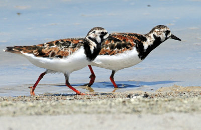 Turnstone, Ruddy