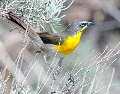 Chat, Yellow-breasted