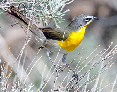 Chat, Yellow-breasted