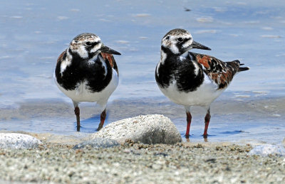 Turnstone's, Ruddy (May 11, 2013)