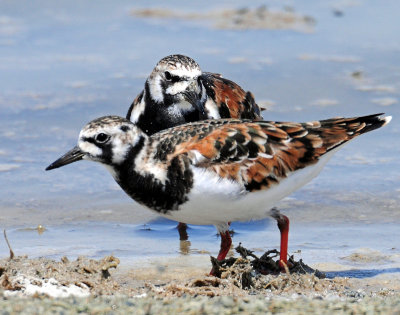 Turnstone Ruddy D-122.jpg