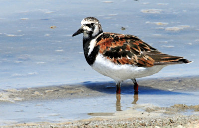 Turnstone Ruddy D-123.jpg