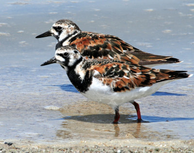 Turnstone Ruddy D-125.jpg