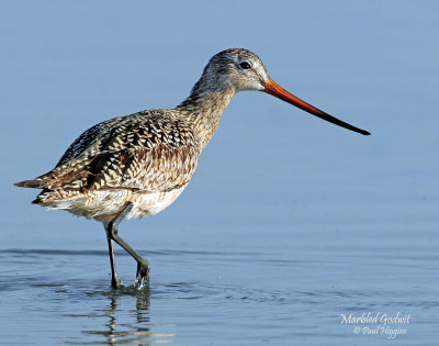 Godwits, Marbled