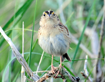 Sparrow, Grasshoper