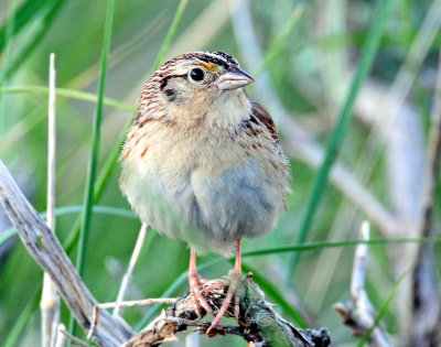 Sparrow, Grasshoper