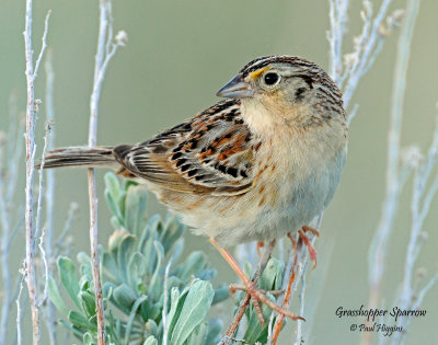 Sparrow, Grasshoper