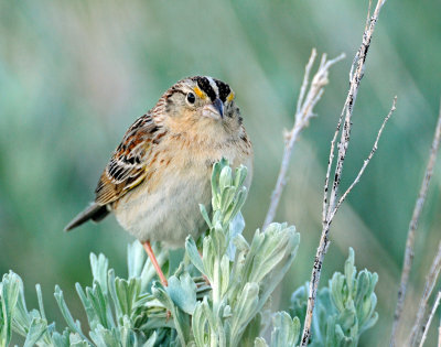 Sparrow, Grasshoper