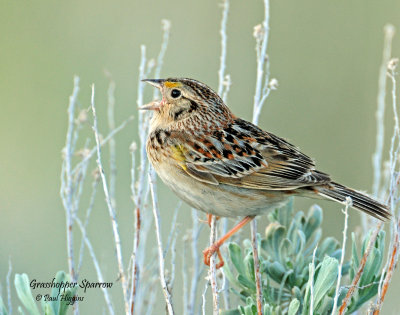 Sparrow, Grasshopper