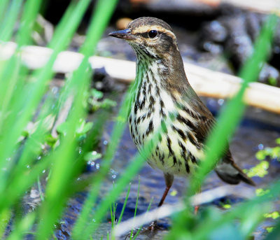 Waterthrush, Northern