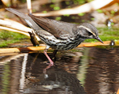 Waterthrush, Northern