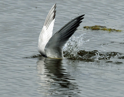 Tern's, Forster's