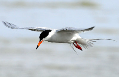 Tern's, Forster's