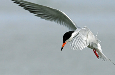 Tern's, Forster's