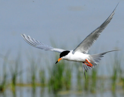 Tern's, Forster's