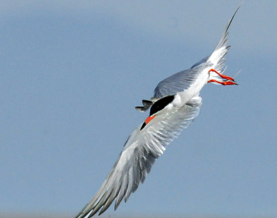 Tern's, Forster's