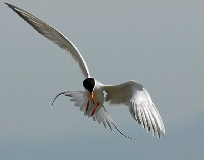 Tern's, Forster's