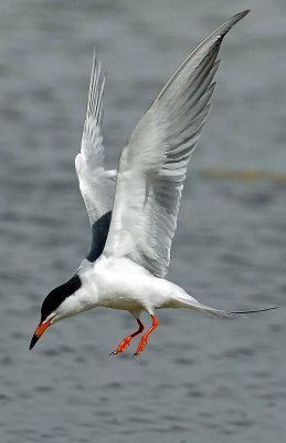 Terns, Forsters