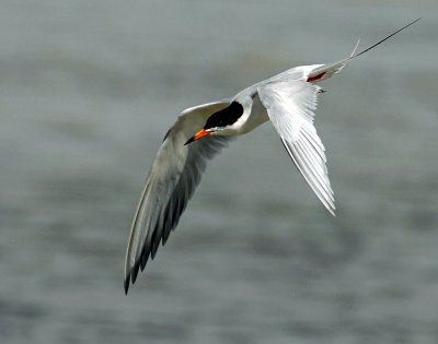 Tern's, Forster's