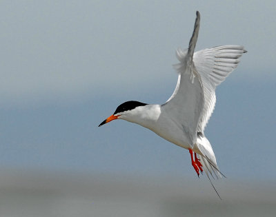 Tern's, Forster's