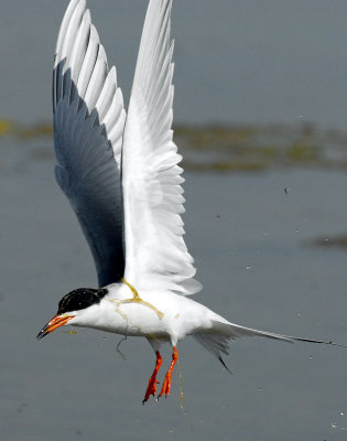 Terns Forsters